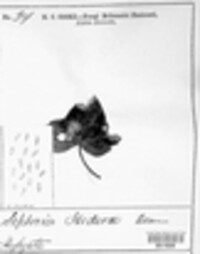 Septoria hederae image